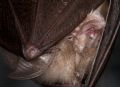 Rhinolophus hipposideros